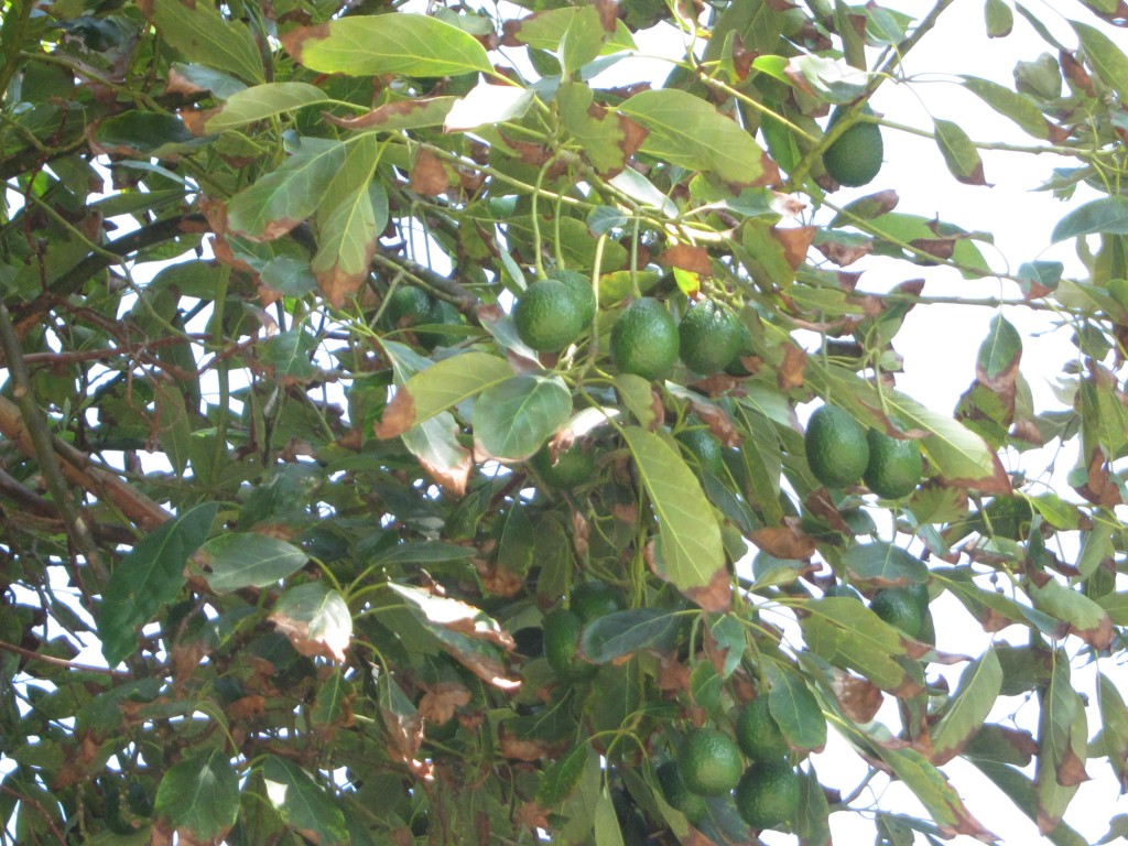 California Avocados on the branch California Avocados on the branch