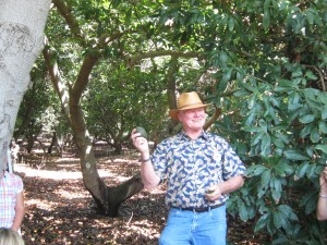 Avocado farmer in an avocado grove