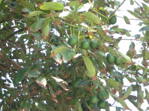 California Avocados on the branch